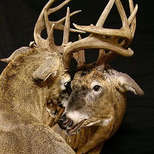 Locked Bucks Pedestal Mount Taxidermy