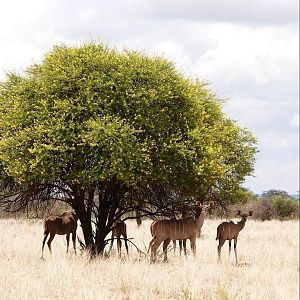 Kudu Females & Calves South Africa