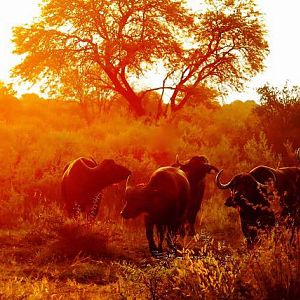 Cape Buffalo herd grazing under the African sunset