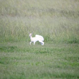 White Springbok Youngster South Africa