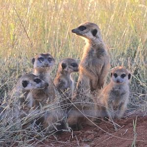 Meerkat clan South Africa