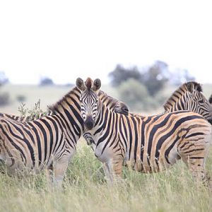 Burchell's Plain Zebra South Africa
