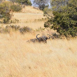 Cape Buffalo in South Africa