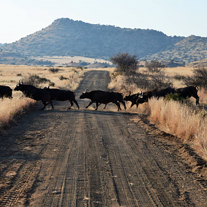 Cape Buffalo in South Africa