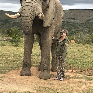 Elephant Ride Addo Elephant Park South Africa