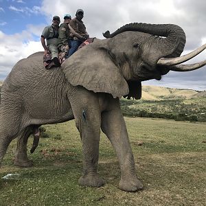 Elephant Interaction Addo Elephant Park South Africa