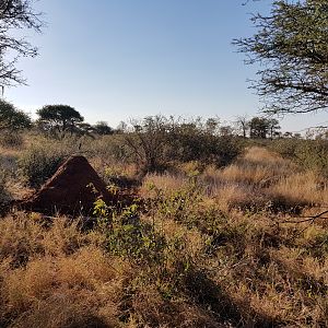 Hunting in South Africa