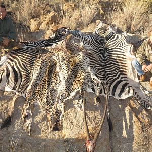 Namibia Hunting Hartmann's Mountain Zebra,  Cheetah & Gemsbok
