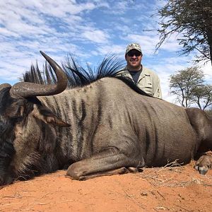 Namibia Hunting Blue Wildebeest