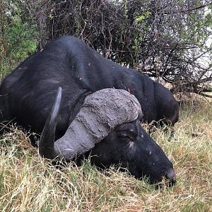 Buffalo Hunt Namibia