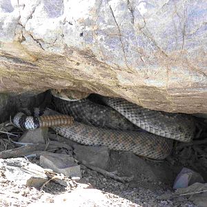 Rattlesnakes Arizona USA