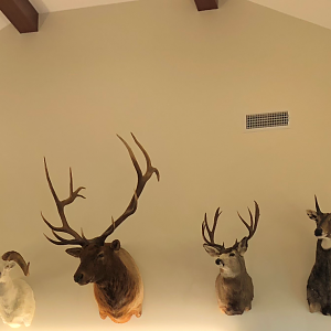 Dall Sheep,  Red Stag,  Mule Deer & Nilgai Shoulder Mount Trophies Taxidermy