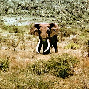 Elephant "Ahmed of Marsabit" in Northern Kenya