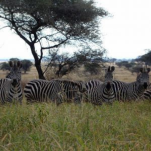 Zebra in Tanzania