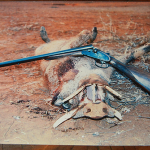 South Africa Hunting Warthog