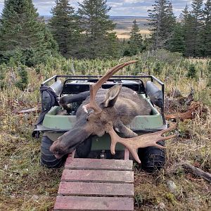 Canada Hunt Moose