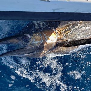 Fishing Wahoo Tuna in Panama