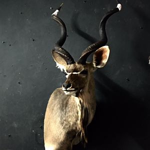 Kudu Shoulder Mount Taxidermy