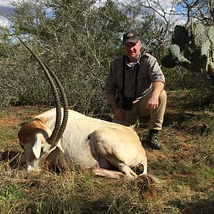 Scimitar Oryx Hunt Texas USA