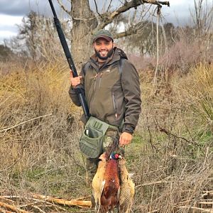 Pheasant hunt