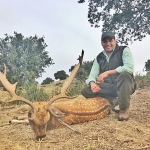 Fallow Deer