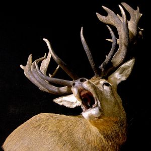 Roaring Red Stag Shoulder Mount Pedestal Taxidermy