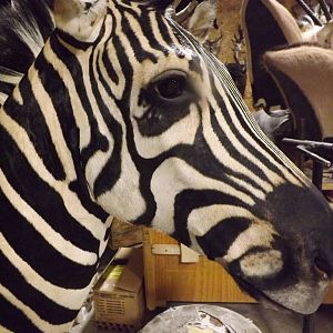 Zebra Shoulder Mount Taxidermy Fixed