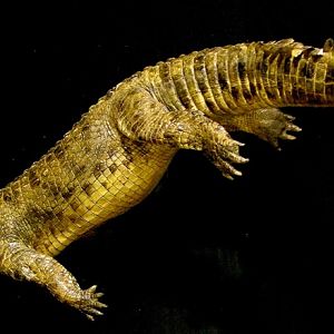 15' Crocodile Full Mount Taxidermy