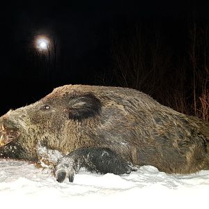 A nice trophy Boar and full moon  in Transylvania
