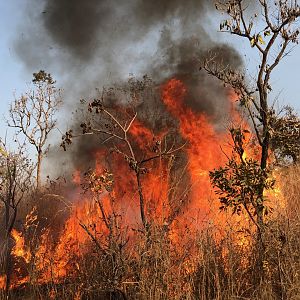 Controlled Fires Cameroon