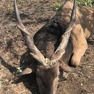 Lord Derby Eland Hunting Cameroon