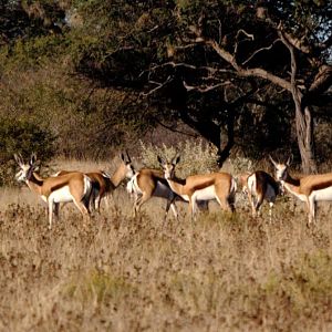 Springbok Herd Namibia