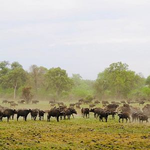 Herd of Cape Buffalo Namibia