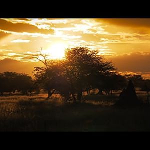 Discover Namibia's Wildlife