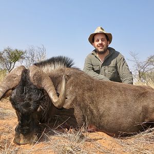 Hunt Black Wildebeest in Namibia