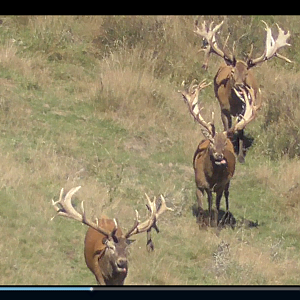 Red Stag Hunting in New Zealand 2019 about to kick off