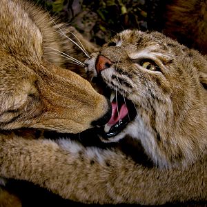 Big Bobcat VS Coyote Full Mount Pedestal Taxidermy