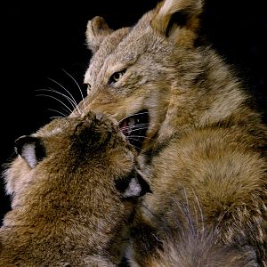 Big Bobcat VS Coyote Full Mount Pedestal Taxidermy