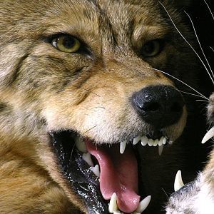 Big Bobcat VS Coyote Full Mount Pedestal Taxidermy