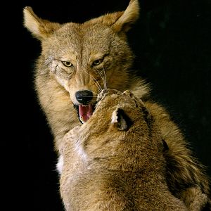 Big Bobcat VS Coyote Full Mount Pedestal Taxidermy