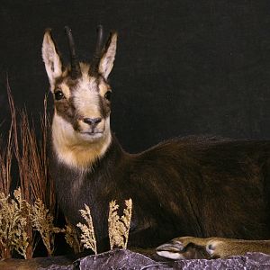 Chamois Full Mount Taxidermy