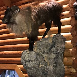 Tahr Full Mount Taxidermy