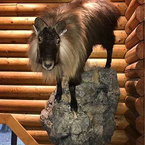 Tahr Full Mount Taxidermy