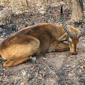 Kob Hunt Cameroon