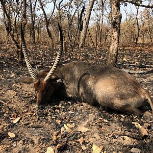 Cameroon Hunting Waterbuck