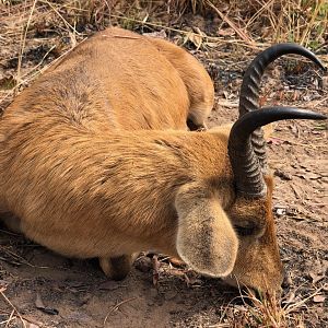 Hunt Nigerian Bohor Reedbuck in Cameroon