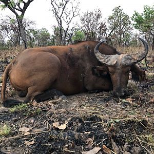 West African Savanna Buffalo Hunting Cameroon