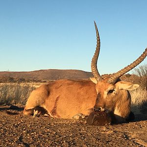 South Africa Hunting Lechwe