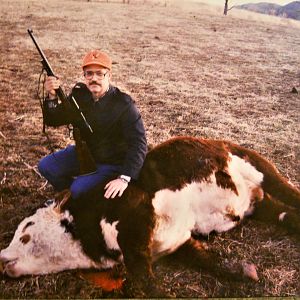 Hunting Hereford Cattle