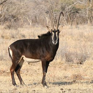 Sable Antelope South Africa